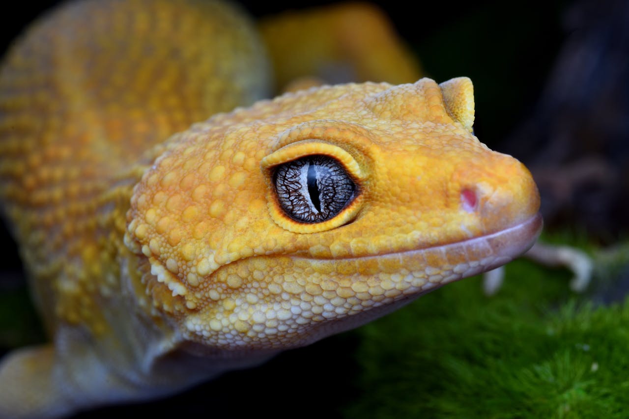 meet the crested gecko